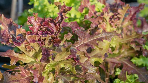 close up green oak lettuce and red oak lettuce. hydroponics vegetable farm
