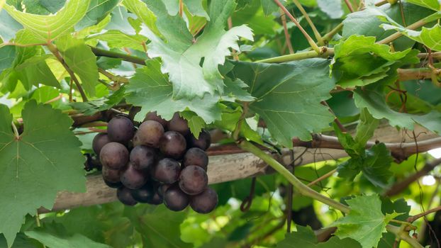 Purple red grapes with green leaves on the vine