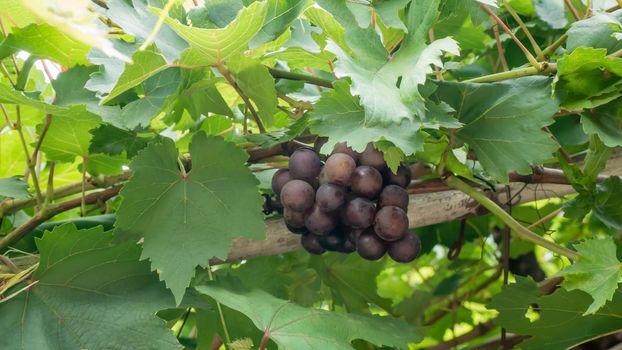 Purple red grapes with green leaves on the vine