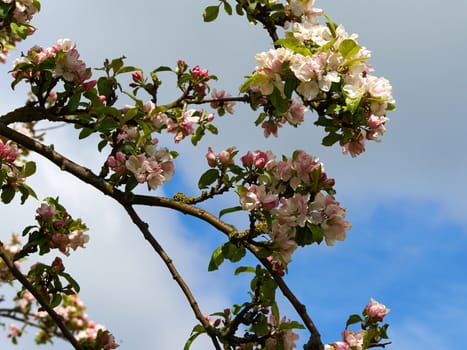 Blooming apple tree branches great home gardening background image