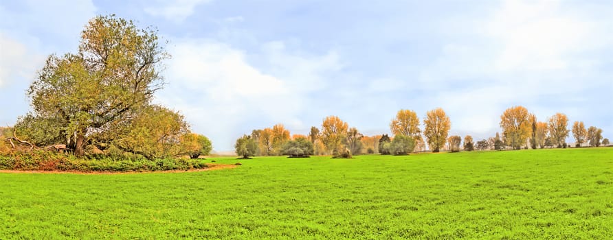 idyllic meadow with trees on a sunny foggy day