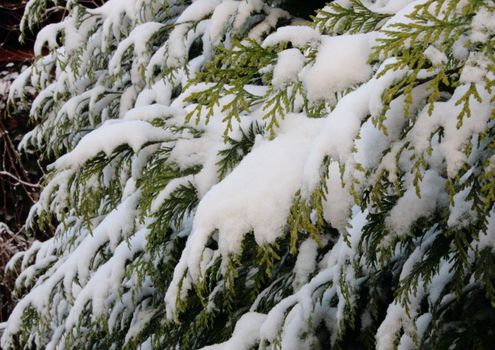 Snow covered branches of evergreen thuja  in winter