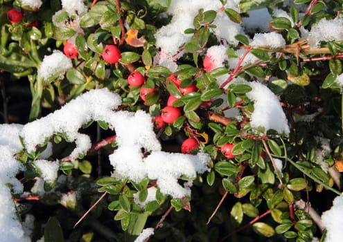 Snow covered red berries on green branch in winter