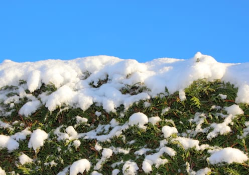 Top of snow covered bush with blue sky