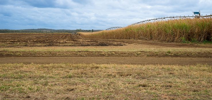 Australian Sugarcane Farm with harvested field and a field of sugar cane growing ready for harvest in winter