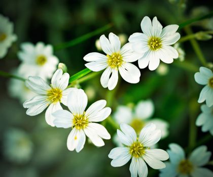 retro Summer background with white florets