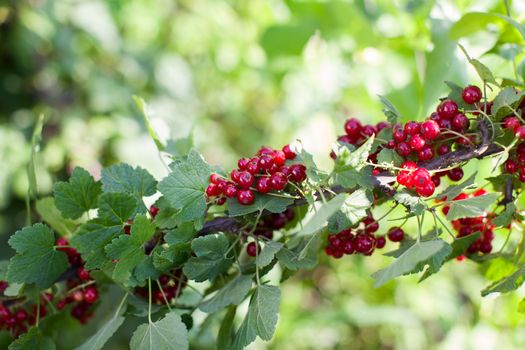 Ripe red berries on a branch in the country