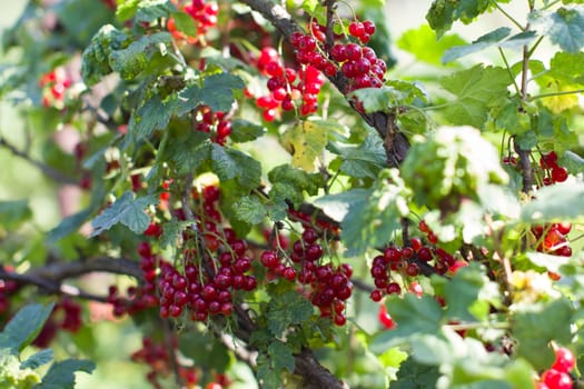 Ripe red berries on a branch in the country