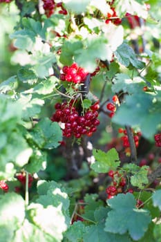 Ripe red berries on a branch in the country