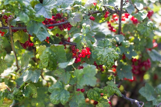 Ripe red berries on a branch in the country