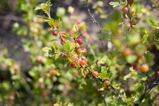 Ripe red berries on a branch in the country