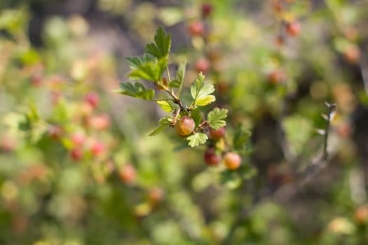 Ripe red berries on a branch in the country