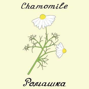 Chamomile. Drawing and hand-lettering. English and Russian texts. Eco Friendly. For labels, flyers, online stores. Natural cosmetic. Bio products. Botanical sketch