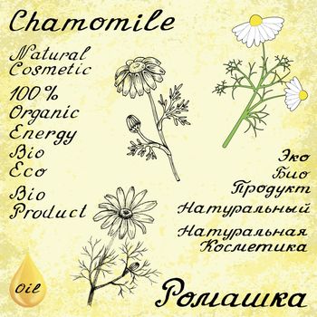 Chamomile. Set of 3 drawing and hand-lettering. English and Russian texts. Eco Friendly. For labels, flyers, online stores. Natural cosmetic. Bio products. Botanical sketch