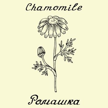 Chamomile. Drawing and hand-lettering. English and Russian texts. Eco Friendly. For labels, flyers, online stores. Natural cosmetic. Bio products. Botanical sketch