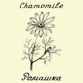 Chamomile. Drawing and hand-lettering. English and Russian texts. Eco Friendly. For labels, flyers, online stores. Natural cosmetic. Bio products. Botanical sketch