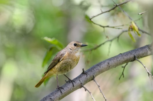 The female Redstart, sitting on a branch of a plum tree in the garden, bokeh and place for text