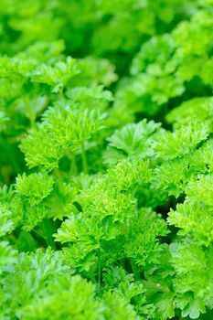 Fresh parsley closeup. Green young parsley in garden.