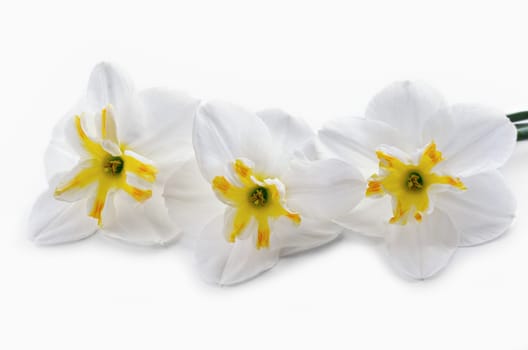 Three white Narcissus, lying on a white background