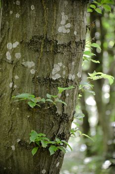 Bark of Pine Tree in the Ukrainian Forest