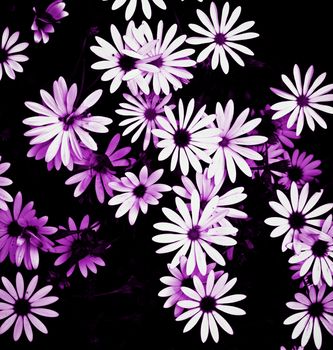 Purple Toned Beauty White Garden Daisy Flowers on Blurred Dark background Outdoors