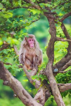 Japanese macaque on the branch, Iwatayama Monkey Park, Arashiyama, Kyoto, Japan