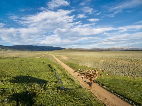ranch road and cattle near Walden, North Park, Colorado - early summer aerial view