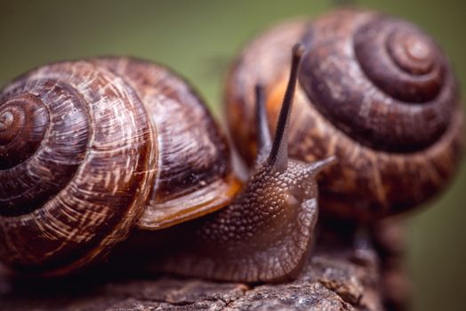 Couple of Grape snails crawling along the path in the garden.