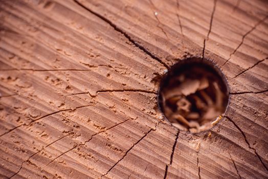 Cracked Wooden stump texture top view.