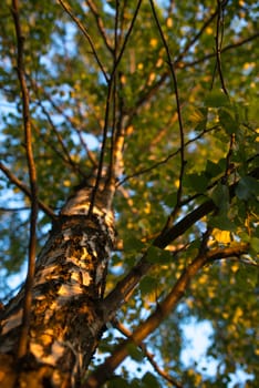 Birch branches with leafs look up. Summer scene