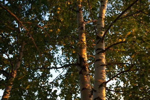 Birch branches and trunk with leafs look up. Summer scene