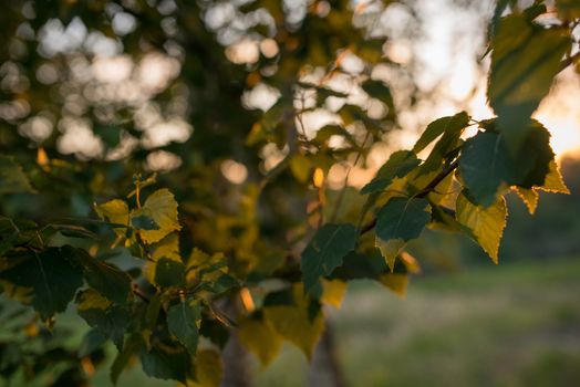 Leaves of birch tree lit thorough by sun shining through summer. Background.