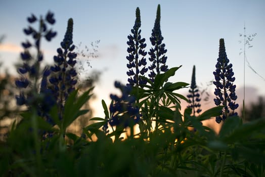 flowers and leaves of larkspur, delphinium on a background of the evening sky.