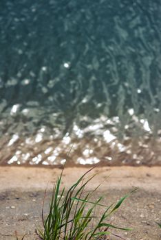 bunch grass against a backdrop of water with copyspace.