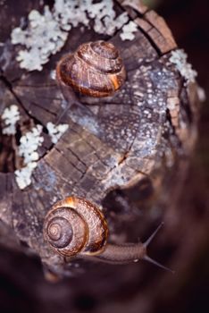 Couple of Grape snails crawling along the path in the garden. Top view.