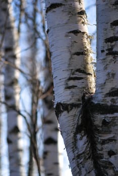 Birch trunks lighted evening sunlight.