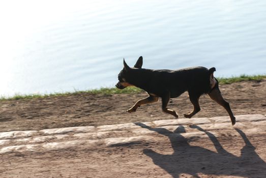 funny dog runs on Bank of the river.