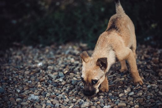 Funny puppy goes on the road and looking sideways at the camera. Evening scene.