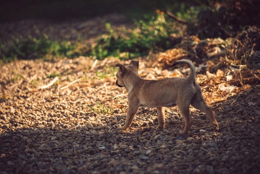 Funny puppy goes on the road. Evening scene.