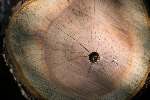 Cracked Wooden stump texture top view.