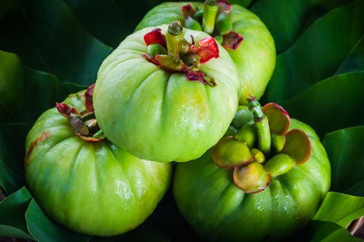 Closeup still life with fresh garcinia cambogia on wooden background. Garcinia is thai herb (south of Thailand) and sour flavor lots of vitamin C. Low key picture style