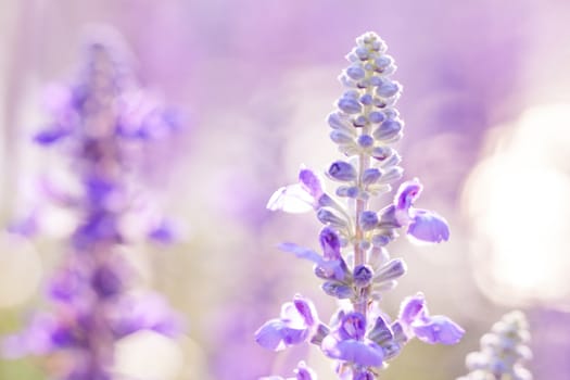 Purple beauty flowers in the garden. Beautiful natural floral use as background. Shallow depth of field (dof), selective focus. Close up with blurred nature background.