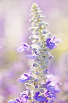 Close up - blue salvia flowers in the garden over blurred nature background. Beautiful natural floral use as background.