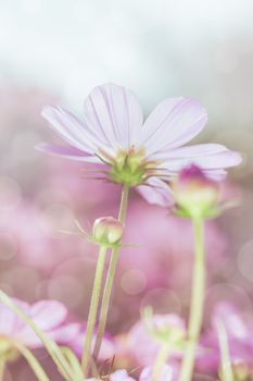 High key image of pink beauty cosmos flowers under the sunshine. Vertical image, blurred nature background. Beautiful floral use as background. Shallow depth of field.