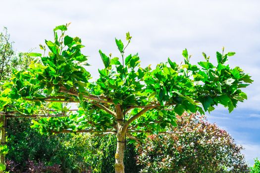 Artfully shaped Plane Tree in a home garden.