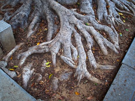 Deep spread roots of a Ficus Larata  Fiddle Leaf Fig Banyan tree
