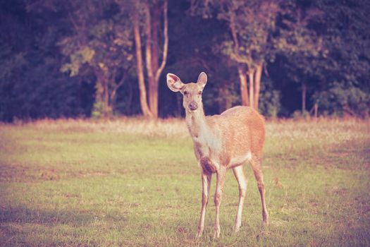 Beautiful deer in summer forest on natural grass background. Animals in natural environment, beauty in nature. Vignette and vintage style.