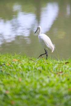 Animals in Wildlife. Side view of white egret go hunting for small fish on the waterfront, long neck bird. Outdoors.