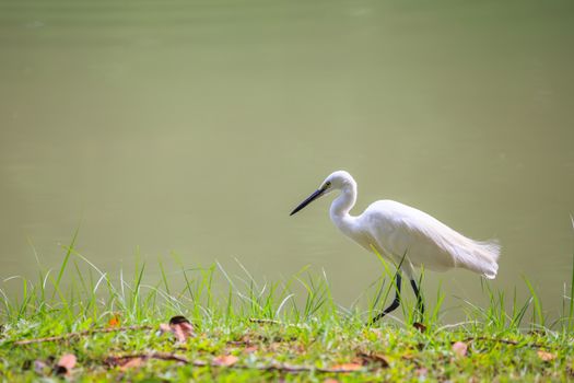 Animals in Wildlife. Side view of white egret walking on the waterfront, long neck bird. Outdoors.