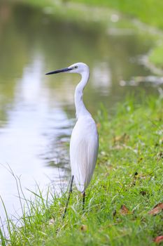 Animals in Wildlife. Back view of white Egret stand on the waterfront, long neck bird. Outdoor.